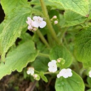 Brunnera 'Betty Bowring'  2L