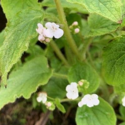 Brunnera 'Betty Bowring'  2L