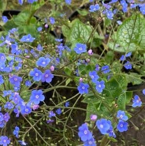 Brunnera mac. 'Sea Heart'  3L NEW STOCK SOON
