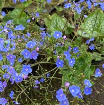 Brunnera mac. 'Sea Heart'  3L NEW STOCK SOON