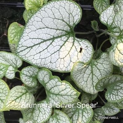 Brunnera mac. 'Silver Spear'  2L