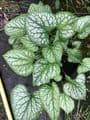 Brunnera macrophyla 'Jack Frost'   2L