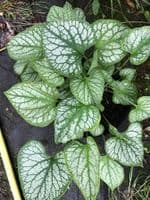 Brunnera macrophyla 'Jack Frost'   2L