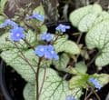 Brunnera macrophyla 'Jack Frost'   2L