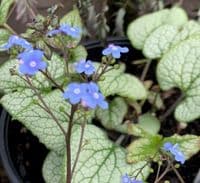 Brunnera macrophyla 'Jack Frost'   2L