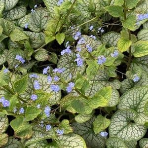 Brunnera macrophyla 'Jack Frost'   2L