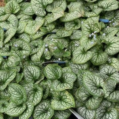 Brunnera macrophyla 'Jack Frost'   2L