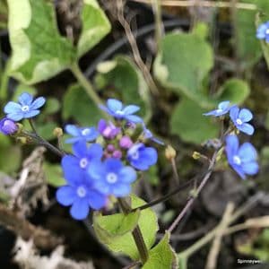 Brunnera macrophylla 2L