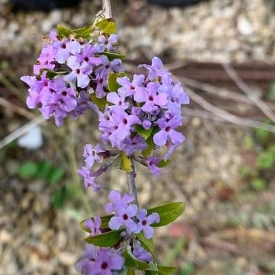 Buddleia alternifolia Argentea  7.5L 90-120cms