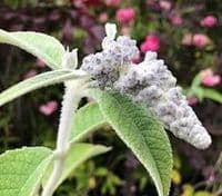 Buddleia colvilei kewensis 3L