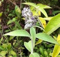 Buddleia colvilei kewensis 3L