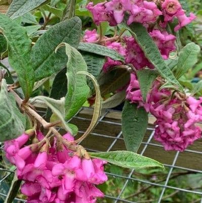 Buddleia colvilei kewensis 3L