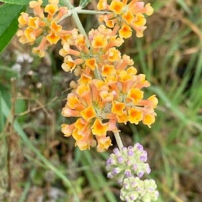 Buddleia weyeriana 'Sungold'  3L
