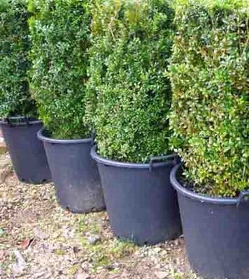 Buxus (Box Hedging)