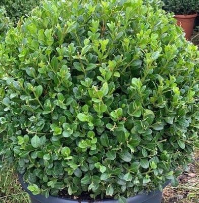 Buxus mic. 'Faulkner'  sphere 25cm+ dia. 5L  SOLD OUT
