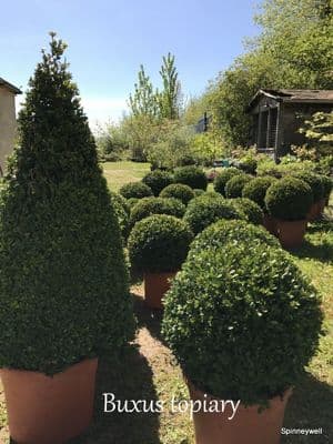 Buxus micro. 'Faulkner' shapes