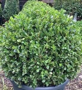 Buxus micro. 'Faulkner'  Sphere 30cm dia.  30cmpotSOLD OUT