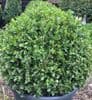 Buxus micro. 'Faulkner' Sphere 30cm dia. 30cmpotSOLD OUT