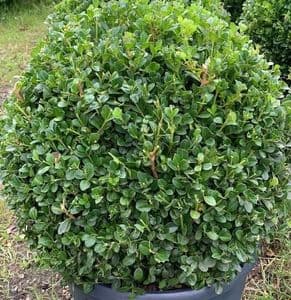 Buxus micro. 'Faulkner'    Sphere 35cm dia.  32cmpotSOLD OUT