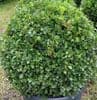 Buxus micro. 'Faulkner' Sphere 35cm dia. 32cmpotSOLD OUT