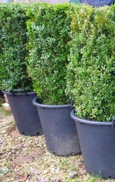 Buxus sempervirens Instant Hedging Unit per pot