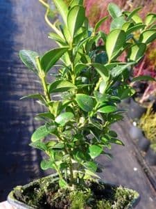 Buxus sempervirens suffruticosa 'Pylewell Form' (Dwarf) 8cm