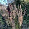 Calamagrostis brachytricha 1L