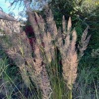 Calamagrostis (Stipa)  brachytricha  2L