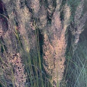 Calamagrostis (Stipa)  brachytricha  2L