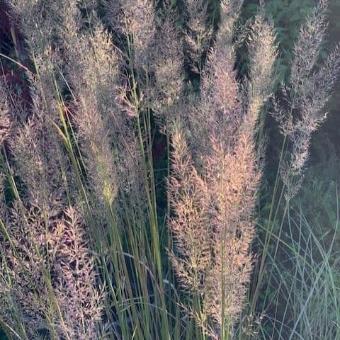 Calamagrostis (Stipa)  brachytricha  2L