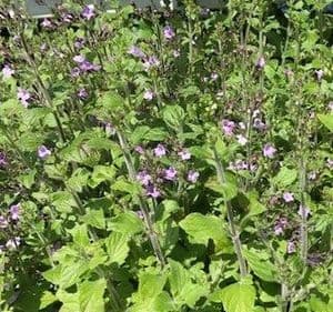 Calamintha nepeta 9cm