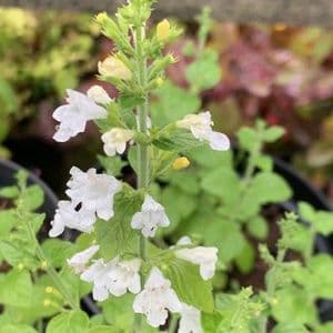 Calamintha nepeta 'Marvelette White'