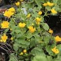 Caltha palustris  2L