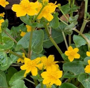 Caltha palustris  2L