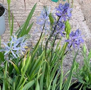 Camassia esculenta  2L