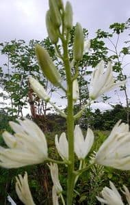 Camassia  semi-plena leitchlinii 'Alba'   1L