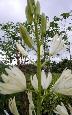 Camassia  semi-plena leitchlinii 'Alba'   1L