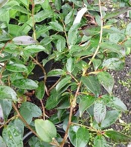 Camelia 'Cornish Snow'   5L  SOLD OUT