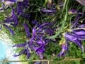 Campanula 'Blue Octopus'  2L   OUT OF STOCK