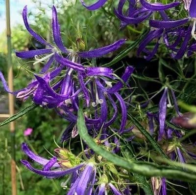 Campanula 'Blue Octopus'  2L   OUT OF STOCK