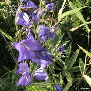Campanula 'Chettle Charm'  2L