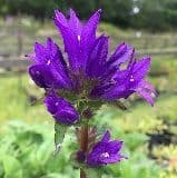 Campanula glomerata 'Superba' 9cm AVAILABLE SEPT 2024