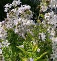 Campanula lact. 'Monica's Dream'    9cm