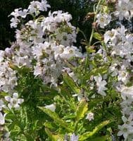 Campanula lact. 'Monica's Dream'    9cm