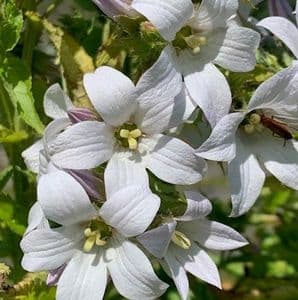 Campanula lact. 'Monica's Dream'    9cm