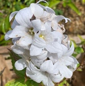 Campanula lactiflora 'Avalanche' AGM  2L  SOLD OUT