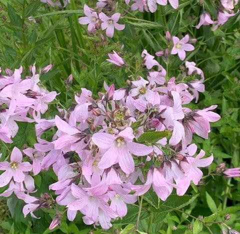 Campanula lactiflora 'Loddon Anna'  5L