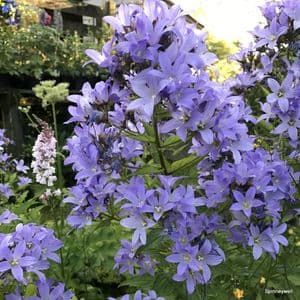 Campanula lactiflora 'Pritchard's Variety'  2L