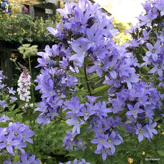 Campanula lactiflora 'Pritchard's Variety'  2L