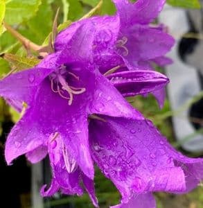 Campanula latifolia  2L